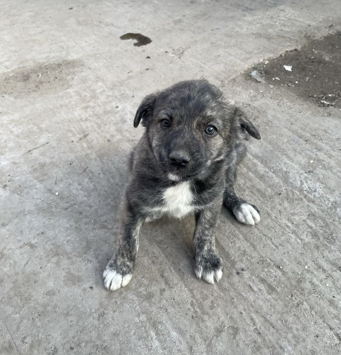 Ofer spre adoptie 3 pui de caine