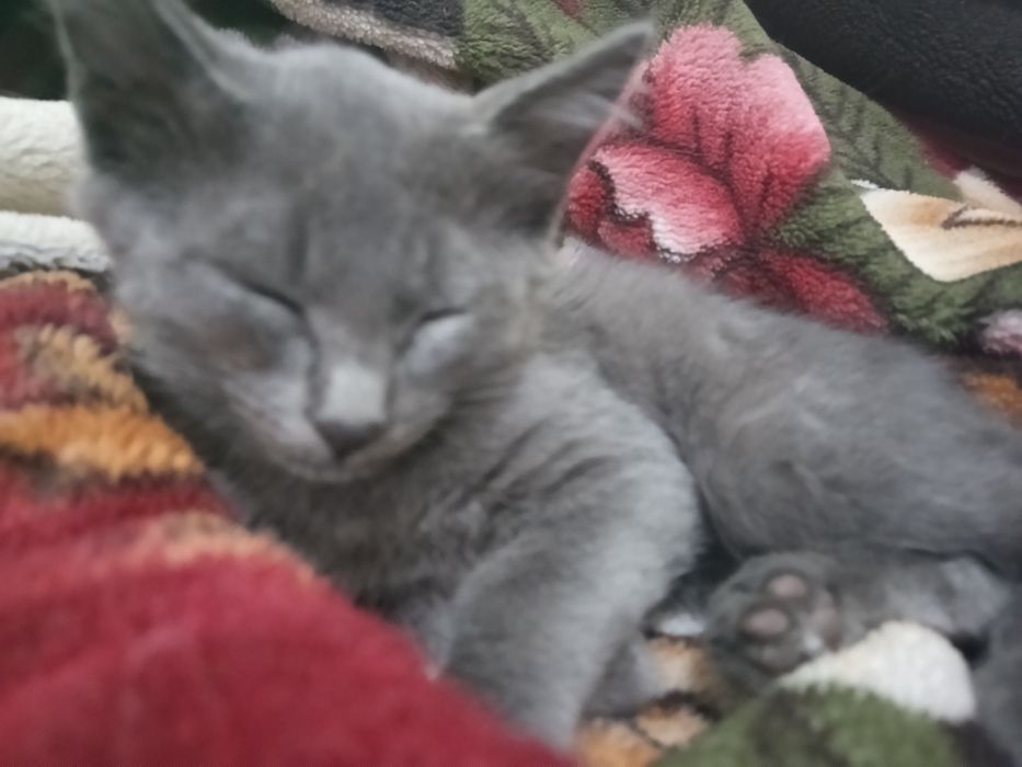 Отдам котят в хорошие руки
