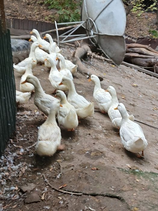 Животные сельского