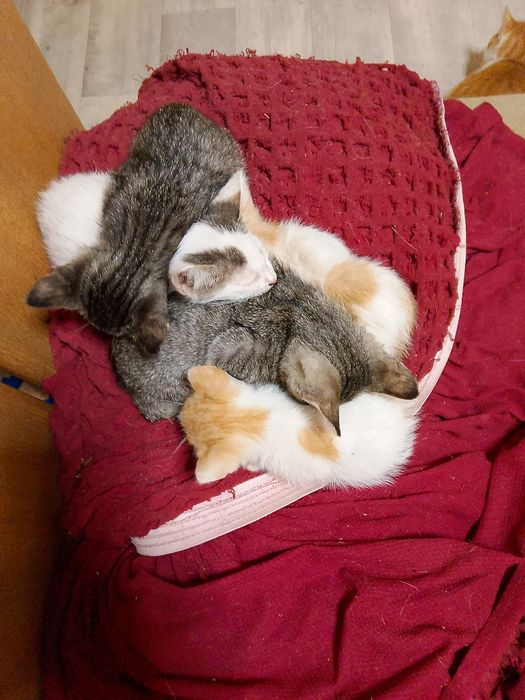 Котята, кошки даром