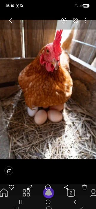 Инкубационные Яица