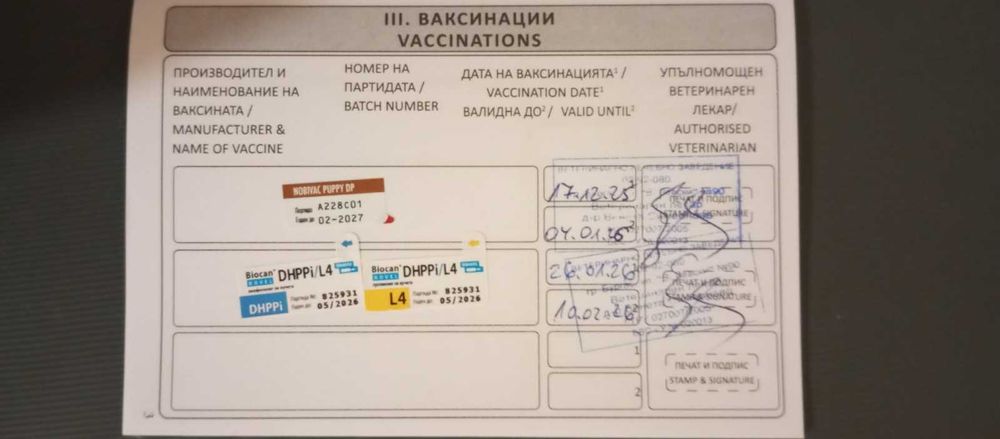 Йорки / Йоркширски Териер