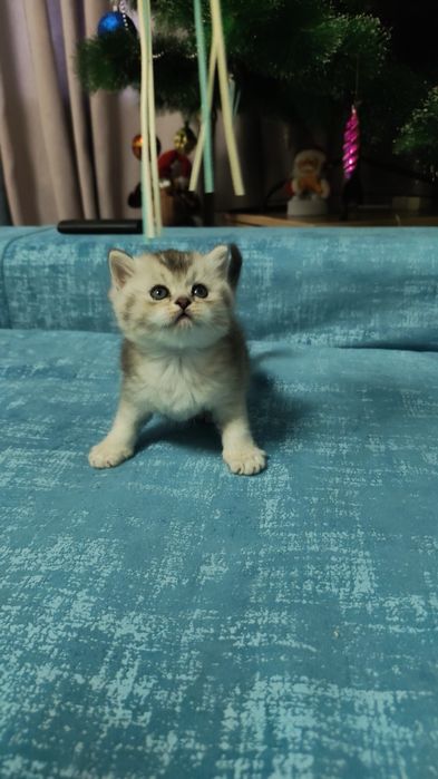 Прекрасные игривые котята