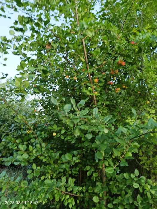 Земельный участок