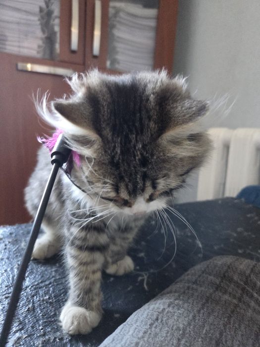 Котик, мальчик! Ласковый пушистик ищет дом! Г.Актобе