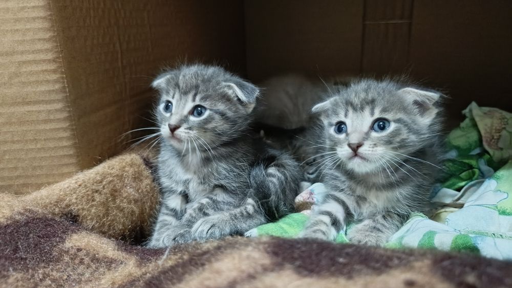 Котята вислоухие