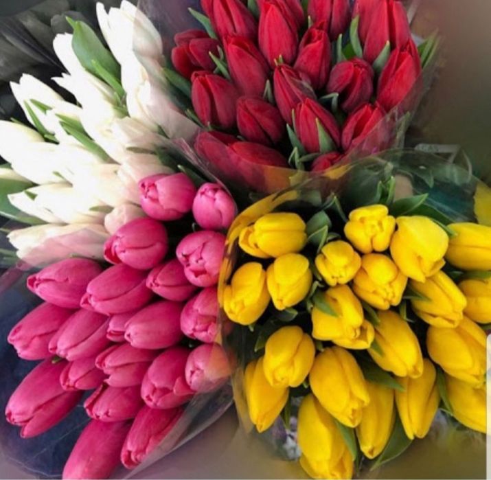 Тюльпаны Павлодар