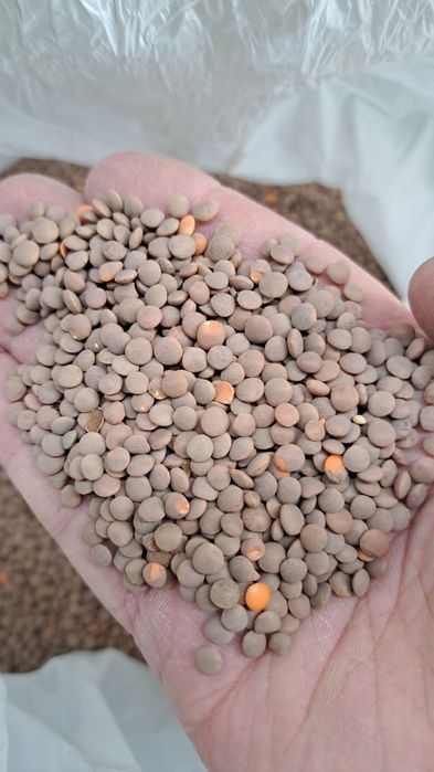 Рапс.Платный чат!Все корма.