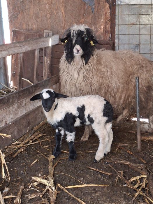 Oi de vanzare tinere