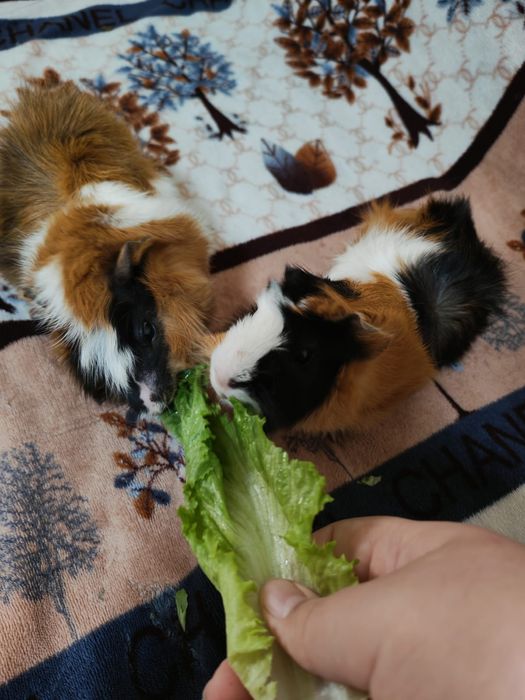 Продам морских свинок