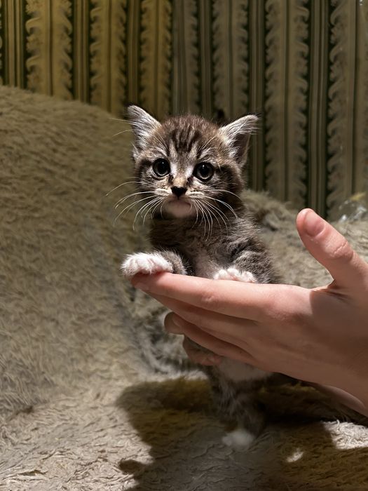 Котенок ищет семью