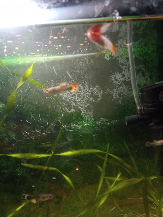 Срочно продам аквариум в полном комплекте