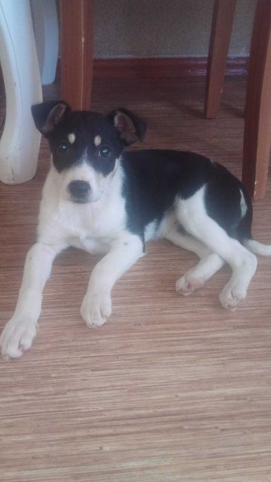 Ищем дом  трёхмесячной малышке !