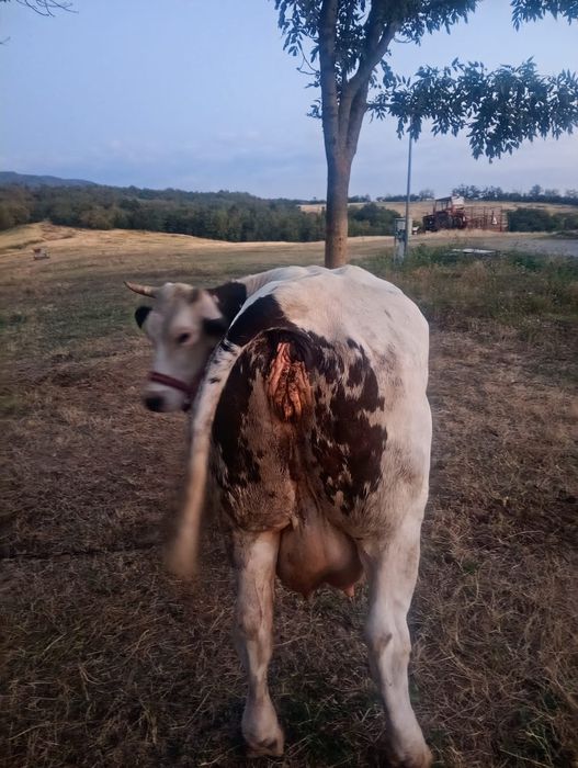 Vând junincă fătată