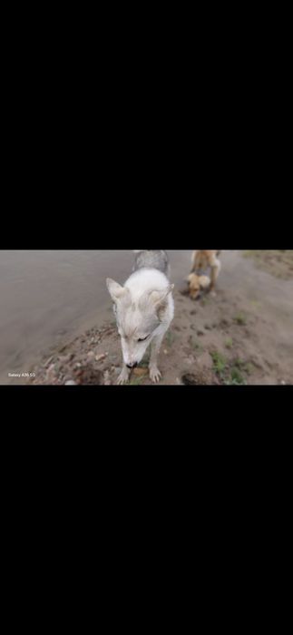 Лайка собака охота