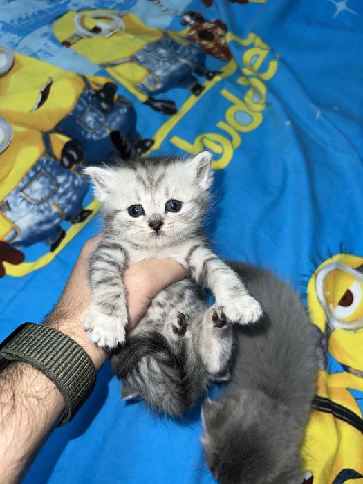 Shotlaniskiy mushugimiza sotiladi toza qon!!!