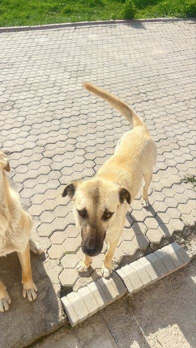 Отдам собачек в добрые руки