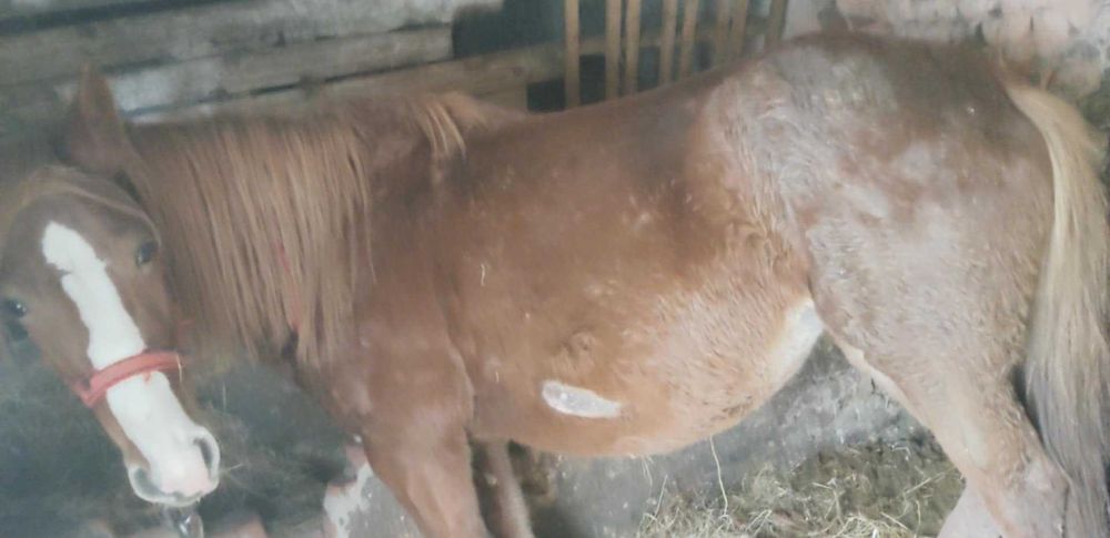 Vind iapa gestanta 7 ani sau schimb