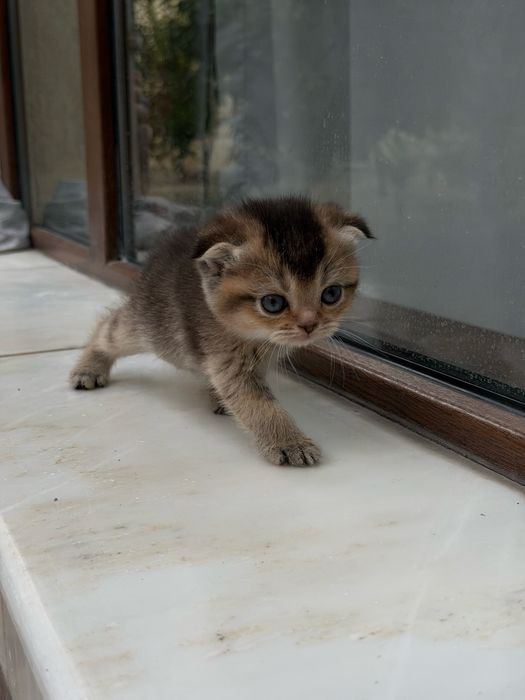 Котята веслоушки (скоттиш фолд)