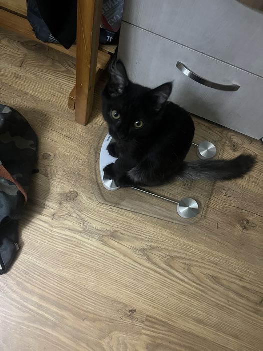 Котенок 5 месяцев
