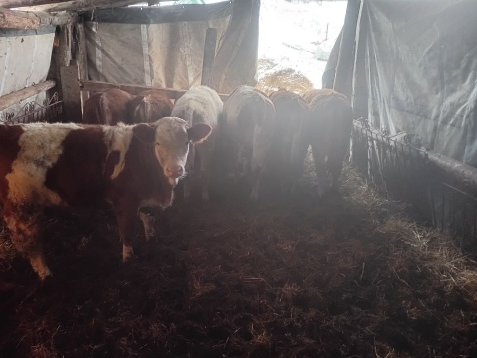 Vand viței  17 bucati sau schimb cu tractor cu incarcator frontal fiat