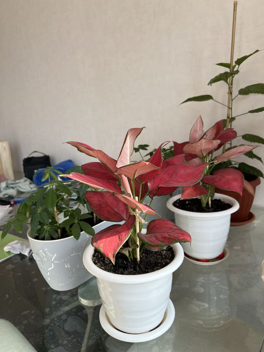 Продам комнатные цветы недорого