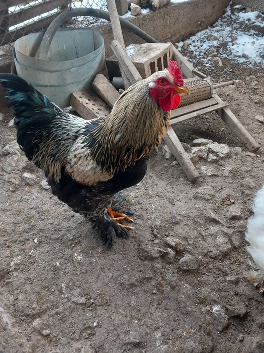 Петли за продажба