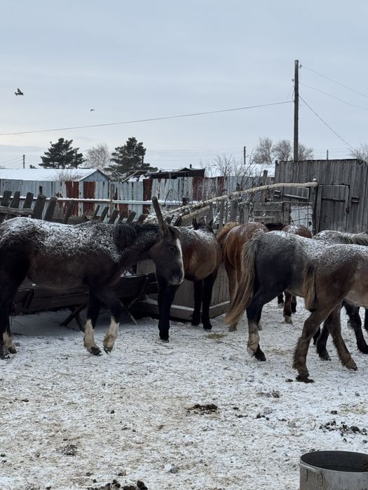 Продаются жеребята