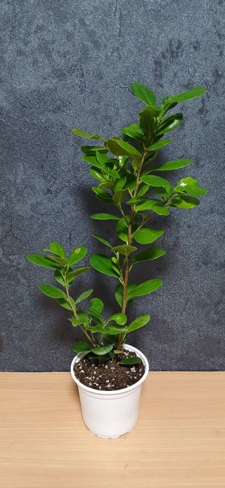 Комнатные растения от 2500