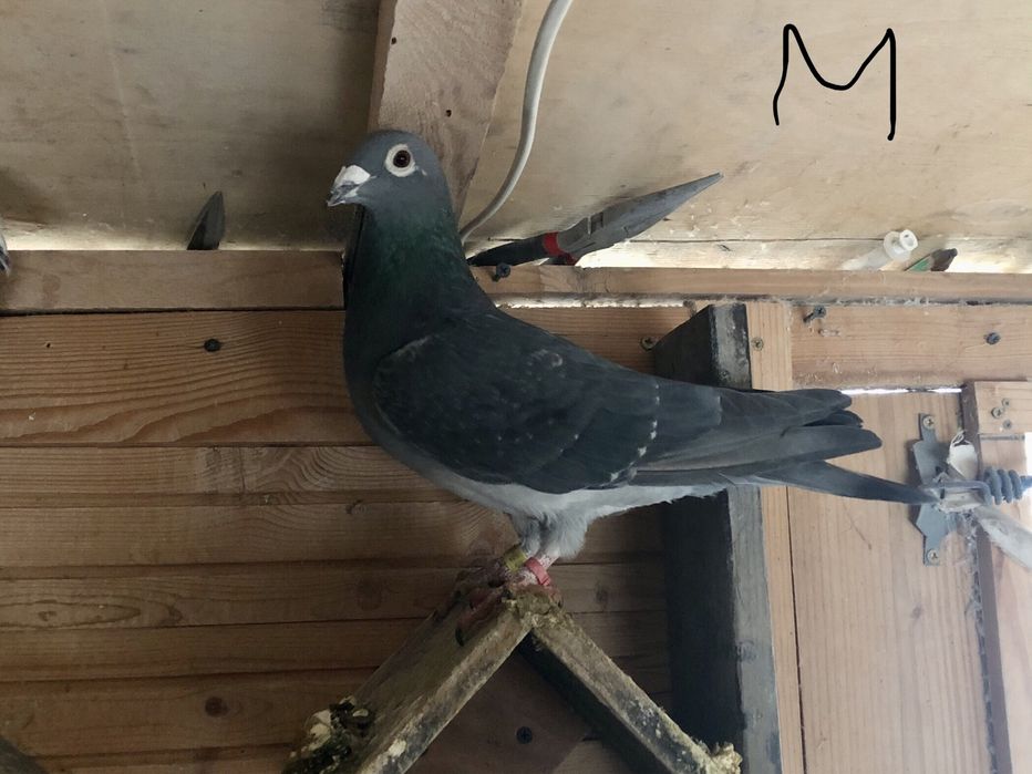 Toti 10 la 400roni = Arden,New Laureat , Sticalbaut