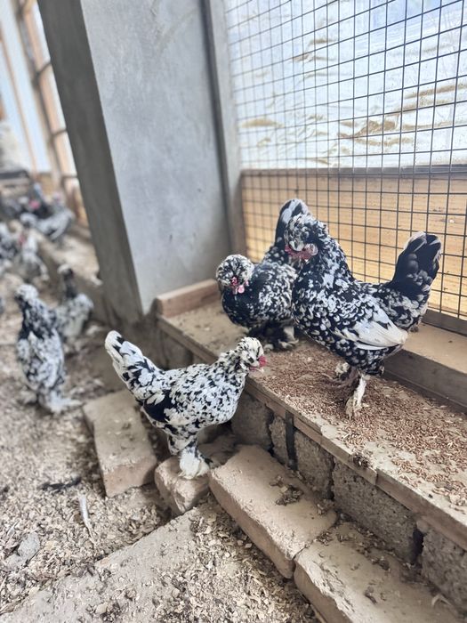 Yapon  TUXUMI sotiladi