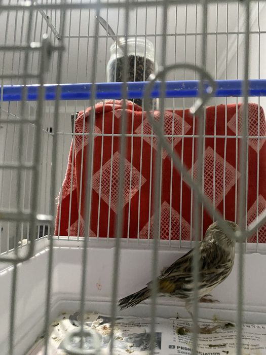 Канарейка мода  самка