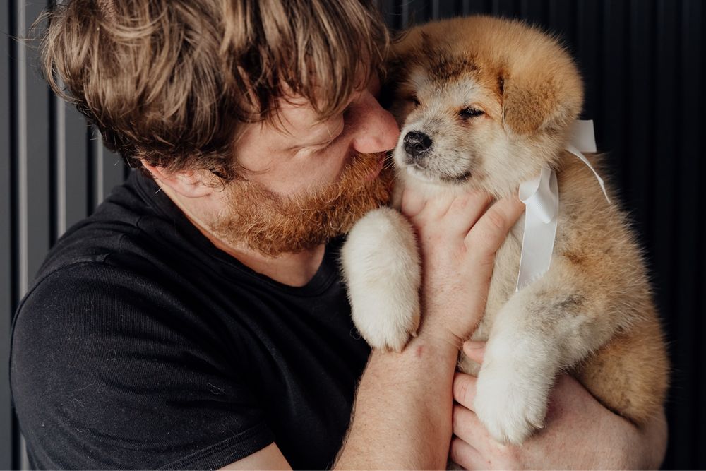 Щенки Акита Ину (Хатико)