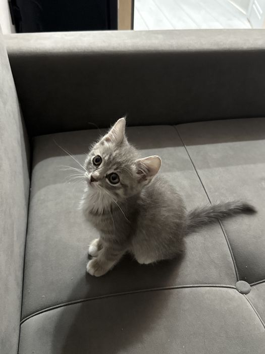 Котенок 2-3 месяца