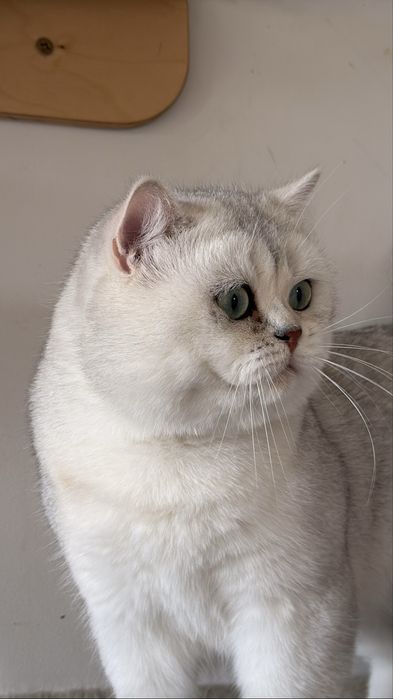 Вязка кот BRI ns11