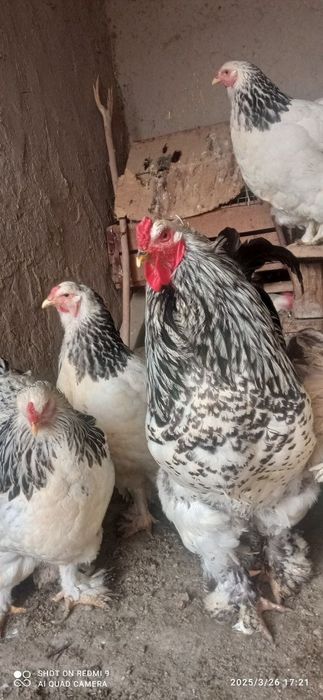 Тухумлар сотилади