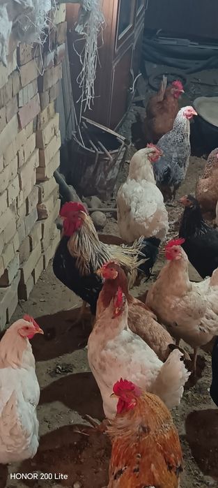 Продам петуха домашняя