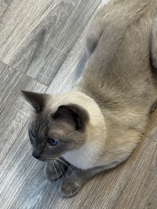 Голубоглазый котик