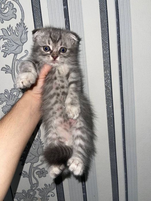 Mushukcha sotiladi erkak