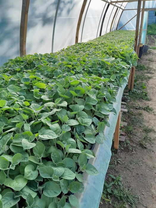 Paulownia tomentosa- butasi lemnificati, rezistenta la ger