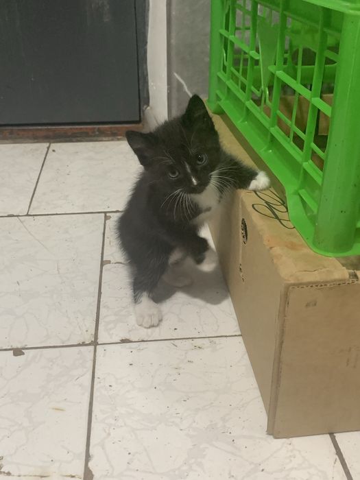 Прадается котенки 1 месяц