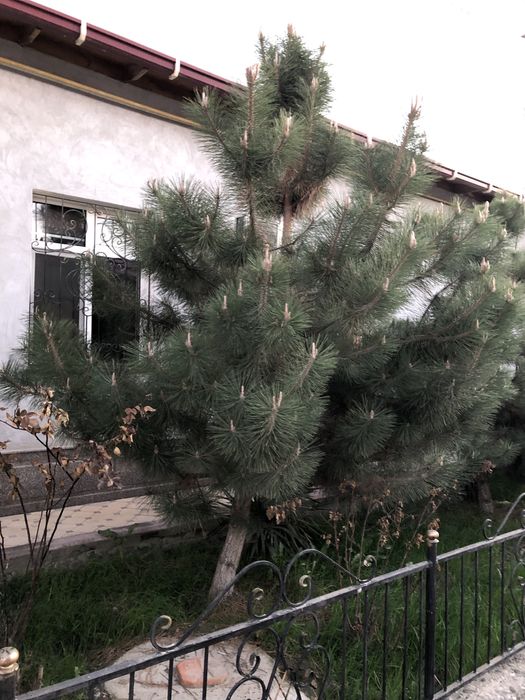 Kremskiy sasna archa sotiladi