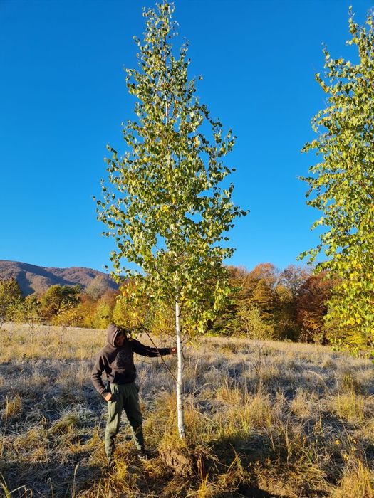 Platan mesteacăn livrare în toată tara