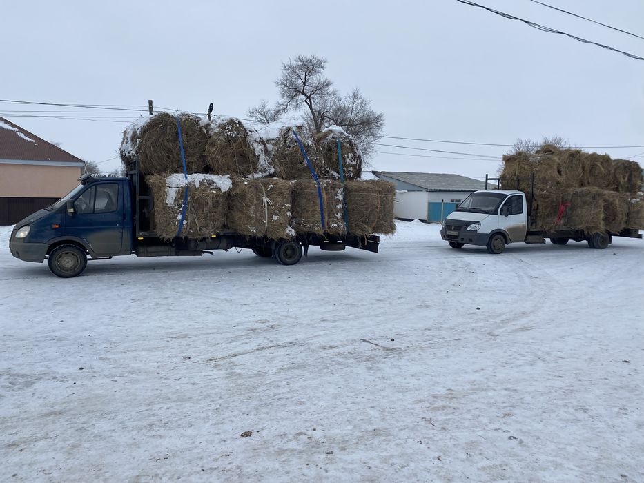 Шоп бар .(сено ест )