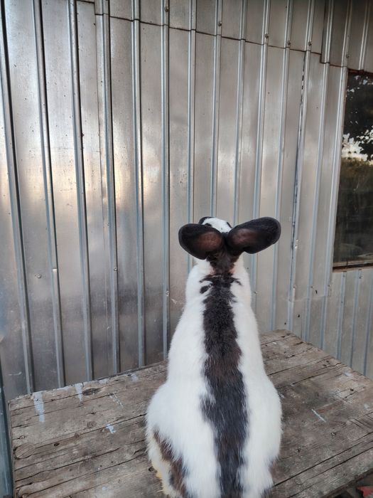 Fluture German matur