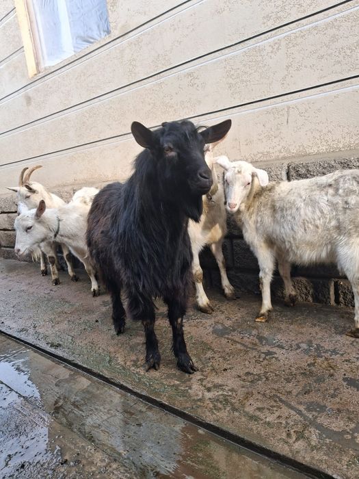 Теке сатылады жас теке