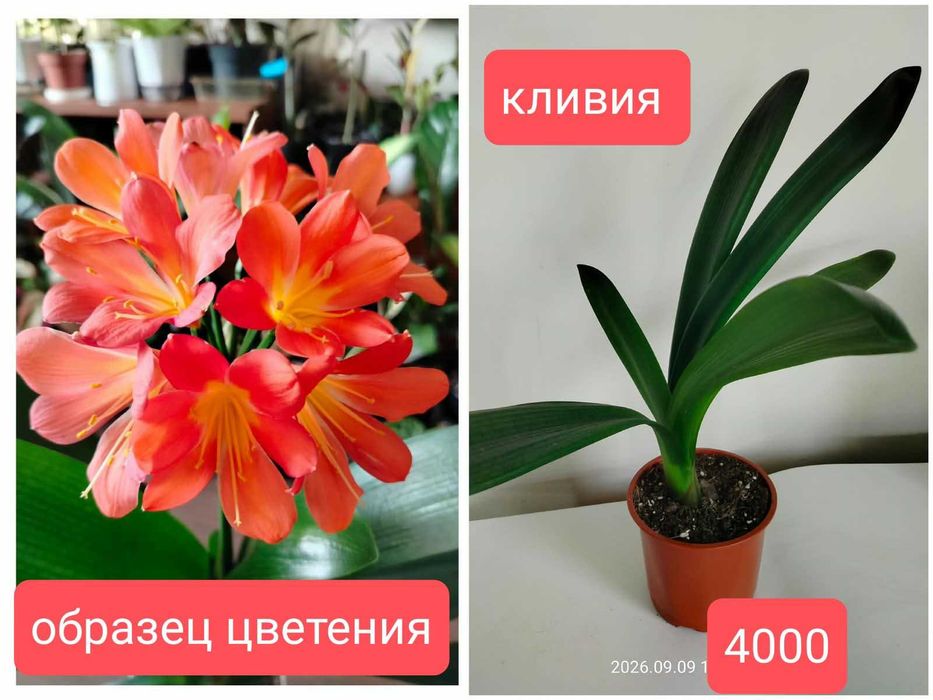 Комнатные растения.