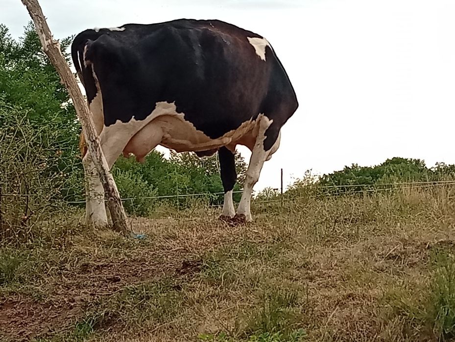 Vând vaca de 6 ani