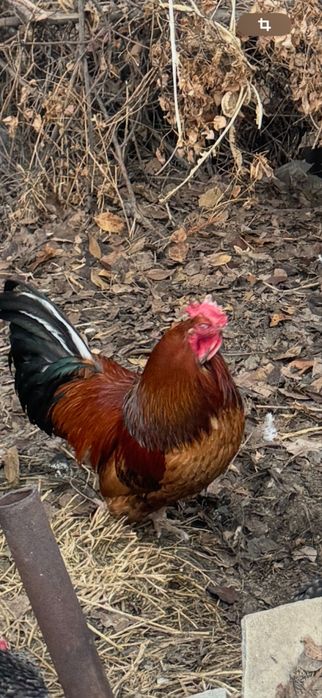 Продам  молодых петухов