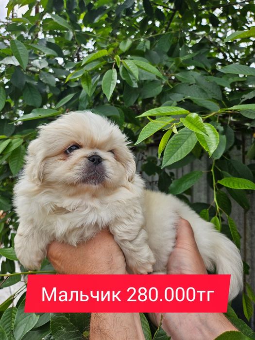 Супер пекинес девочка